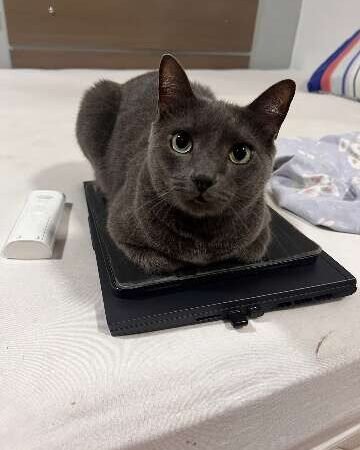 Viu o Miu? Tutor busca por gato desaparecido no Jardim São Bento