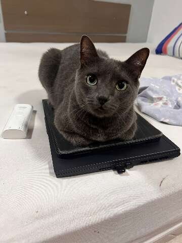 Viu o Miu? Tutor busca por gato desaparecido no Jardim São Bento