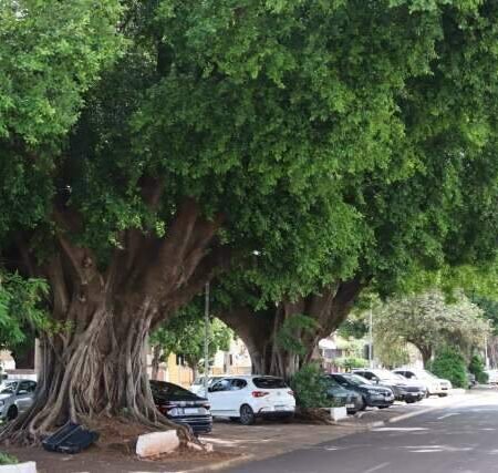 Campo Grande recebe conferência sobre gestão do avanço da arborização urbana