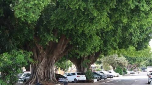 Campo Grande recebe conferência sobre gestão do avanço da arborização urbana