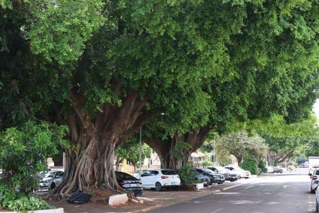 Campo Grande recebe conferência sobre gestão do avanço da arborização urbana