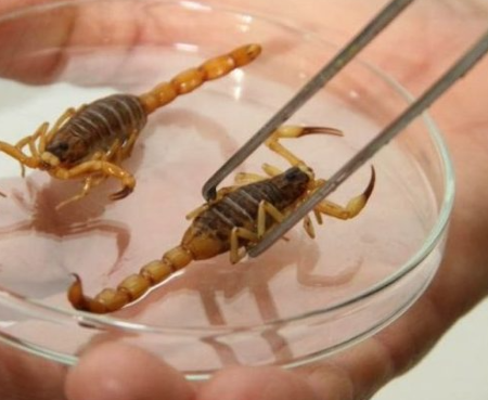 Calor e chuva aumentam risco de acidentes com escorpiões; saiba como prevenir