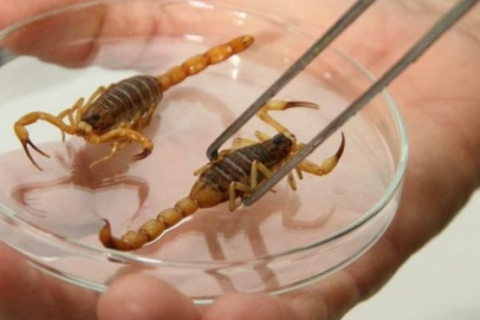 Calor e chuva aumentam risco de acidentes com escorpiões; saiba como prevenir