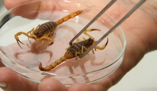 Calor e chuva aumentam risco de acidentes com escorpiões; saiba como prevenir