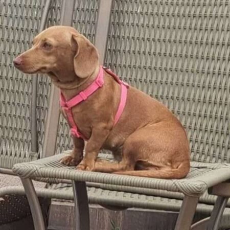 Senado aprova guarda compartilhada de pets após separação de casal