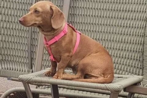 Senado aprova guarda compartilhada de pets após separação de casal