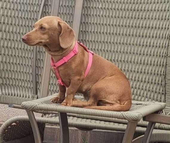 Senado aprova guarda compartilhada de pets após separação de casal