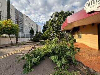 Árvore caída mantém rua interditada na Vila Glória há 16 horas