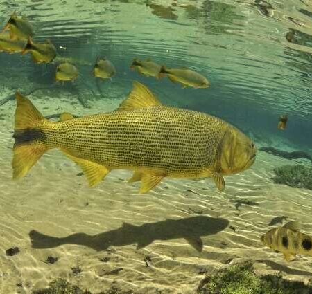 Estado investe mais de R$ 1 milhão em pesquisas para embasar lei do dourado