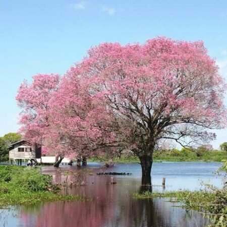 Pantanal tem cheia abaixo da média em 2026, insuficiente para recompor a bacia
