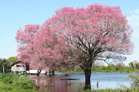 Pantanal tem cheia abaixo da média em 2026, insuficiente para recompor a bacia