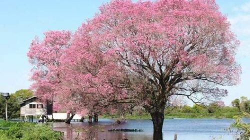 Pantanal tem cheia abaixo da média em 2026, insuficiente para recompor a bacia