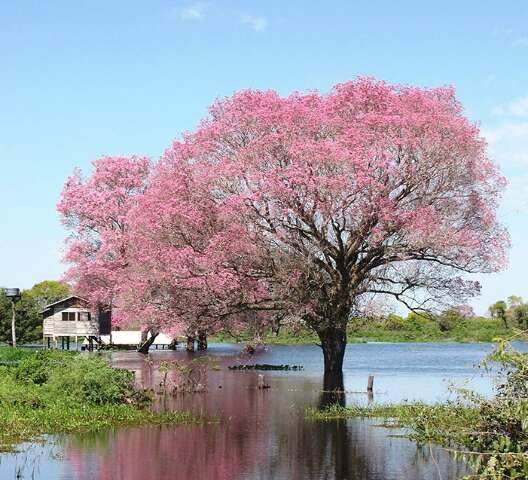 Pantanal tem cheia abaixo da média em 2026, insuficiente para recompor a bacia