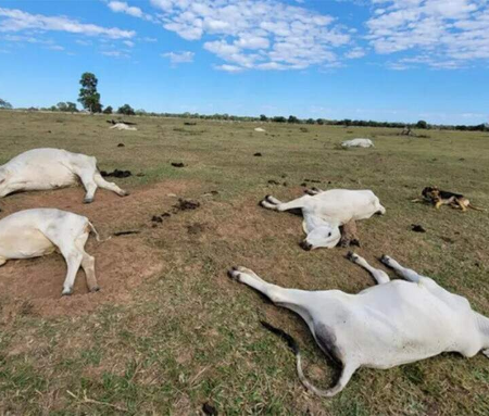 Queda na temperatura já matou 74 bovinos em propriedades rurais