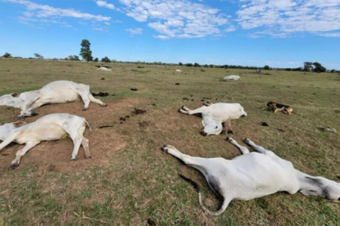Queda na temperatura já matou 74 bovinos em propriedades rurais