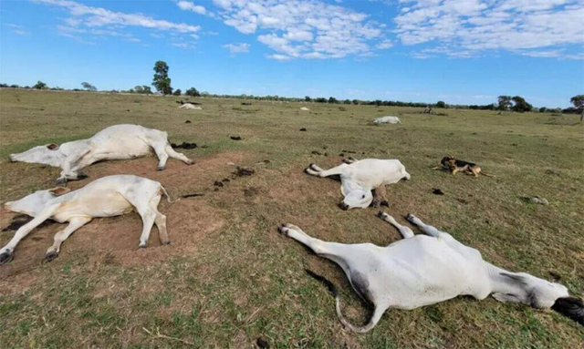 Queda na temperatura já matou 74 bovinos em propriedades rurais