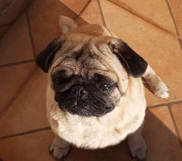 Família procura por Billy, pug desaparecido no Santa Emília neste domingo