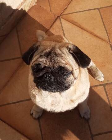 Família procura por Billy, pug desaparecido no Santa Emília neste domingo