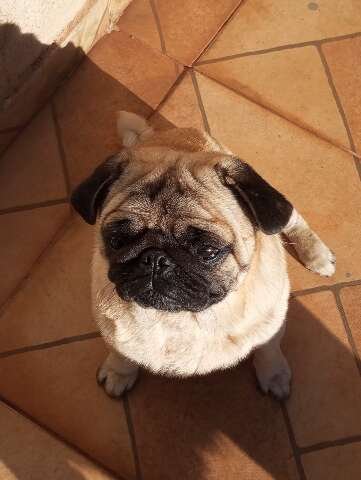 Família procura por Billy, pug desaparecido no Santa Emília neste domingo