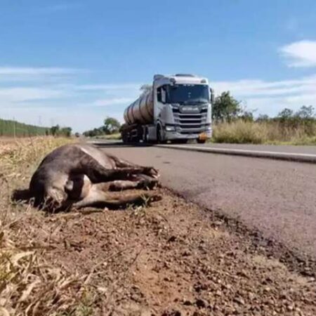Motociclista que atropelou anta vai ser indenizado em R$ 80 mil pelo DNIT