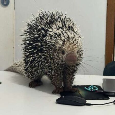 Porco-espinho invade e “faz consulta” em clínica veterinária da Capital