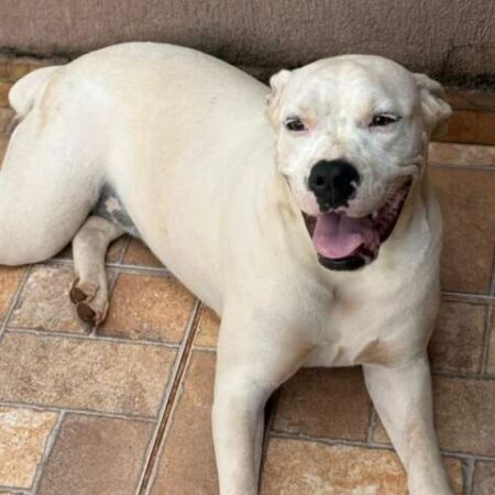 Cachorra Tequila está desaparecida após fugir da casa da nova tutora