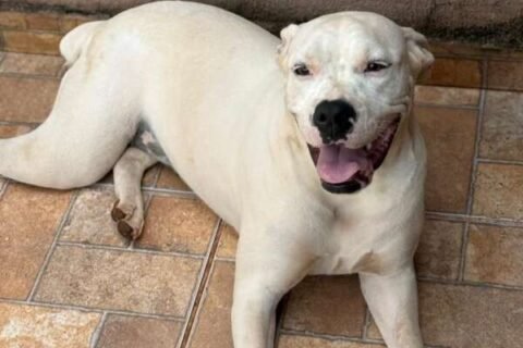 Cachorra Tequila está desaparecida após fugir da casa da nova tutora