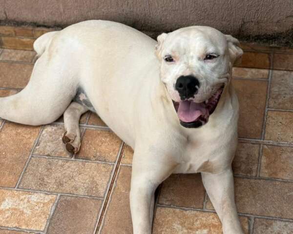 Cachorra Tequila está desaparecida após fugir da casa da nova tutora