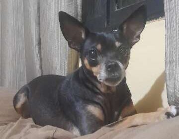 Família busca Florzinha, pinscher de 8 anos que sumiu no Nova Lima