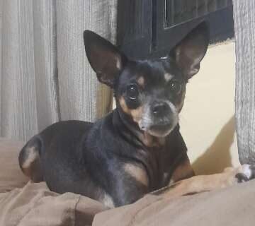 Família busca Florzinha, pinscher de 8 anos que sumiu no Nova Lima