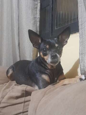 Família busca Florzinha, pinscher de 8 anos que sumiu no Nova Lima