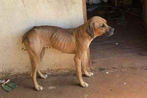 Homem é preso após fugir de flagrante por maus-tratos a animais