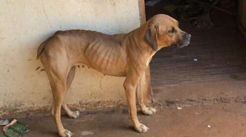 Homem é preso após fugir de flagrante por maus-tratos a animais