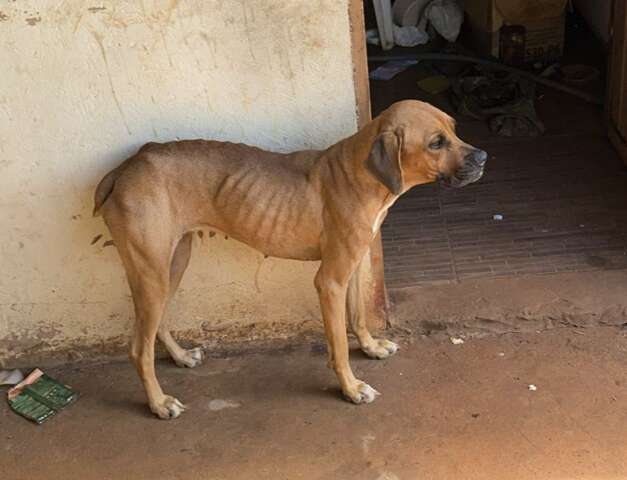 Homem é preso após fugir de flagrante por maus-tratos a animais
