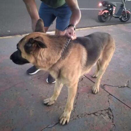Cadê meu dono? Pastor alemão perdido chama atenção na Avenida Afonso Pena