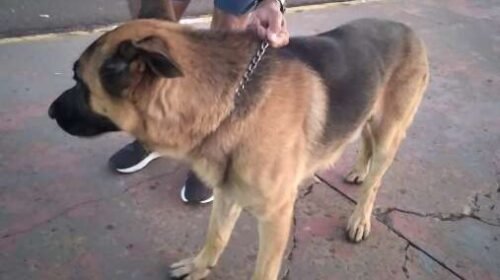 Cadê meu dono? Pastor alemão perdido chama atenção na Avenida Afonso Pena