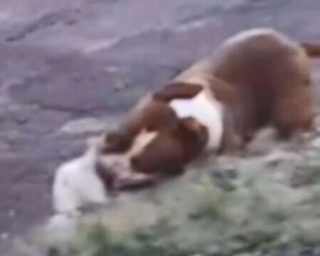 Pitbull solto na rua ataca e mata cachorro de 1 ano no Guanandi