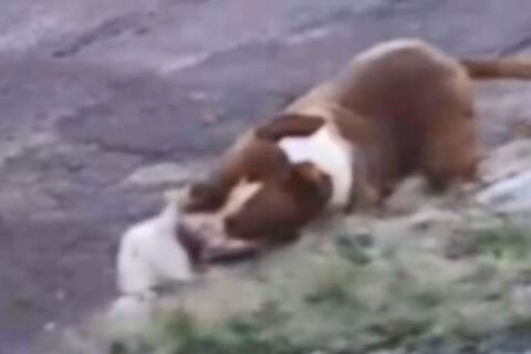 Pitbull solto na rua ataca e mata cachorro de 1 ano no Guanandi