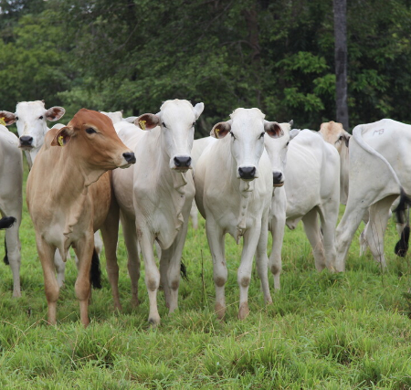Frio derruba temperaturas e mata 83 cabeças de gado
