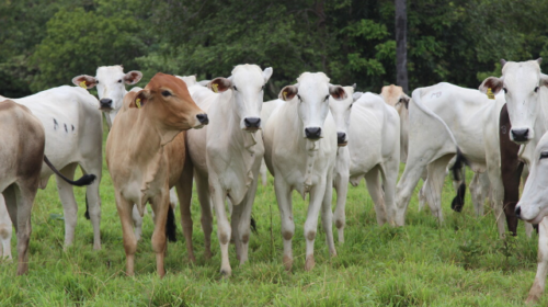Frio derruba temperaturas e mata 83 cabeças de gado