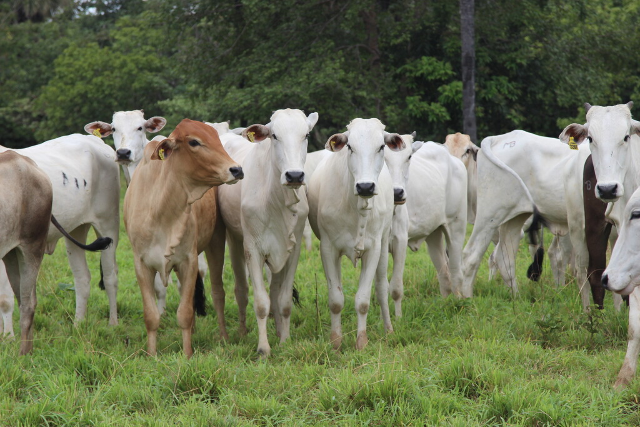 Frio derruba temperaturas e mata 83 cabeças de gado