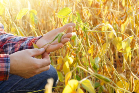 Curso gratuito reúne estudantes de agronomia com foco em tecnologia