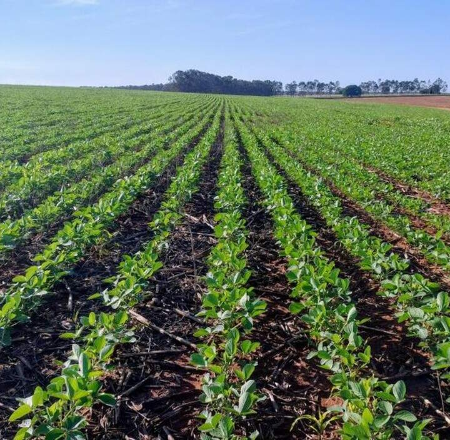 Agro propõe ampliar Desenrola Rural e mudar recuperação judicial