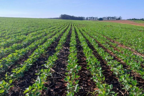 Agro propõe ampliar Desenrola Rural e mudar recuperação judicial