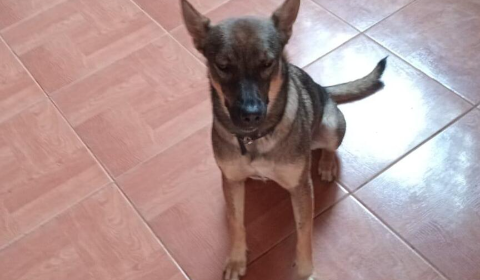 Família procura cadela que fugiu antes de viagem perto do Sóter