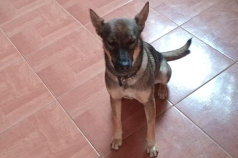 Família procura cadela que fugiu antes de viagem perto do Sóter