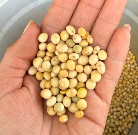 MS exporta 1,03 milhão de toneladas de soja e tem alta de 59%