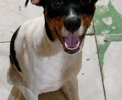 Neguinho desaparece e família pede ajuda para encontrar cachorro
