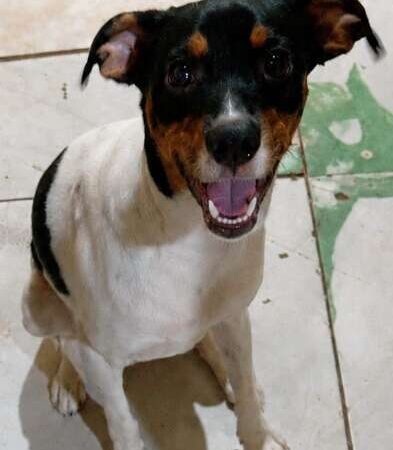 Neguinho desaparece e família pede ajuda para encontrar cachorro