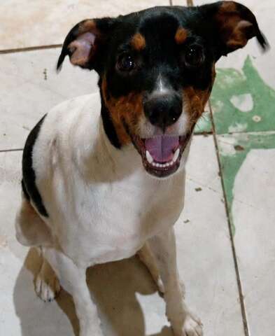 Neguinho desaparece e família pede ajuda para encontrar cachorro